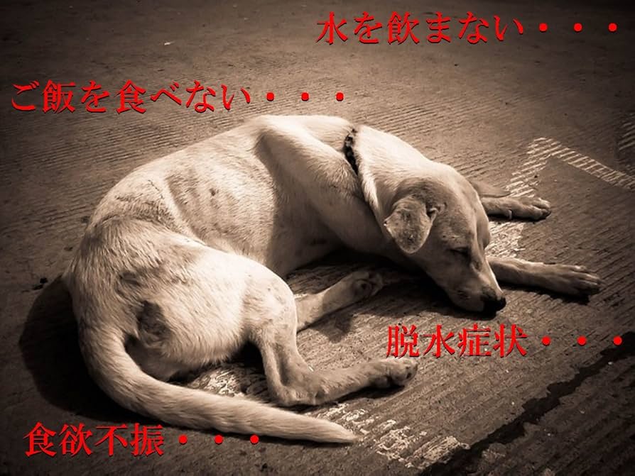Amazon | 【miyabi】老犬・老猫用 給水シリンジ Mサイズ 犬猫